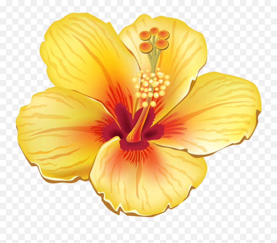 Hawaiian Flowers Hawaiian Art Exotic Flowers Rare - Transparent Background Tropical Flower Clipart Emoji,Tropical Flower Emoji