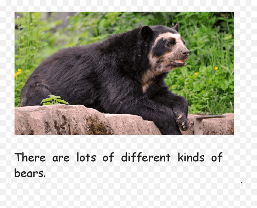 Bears Early Grades - Bolivian Bear Emoji,Bear Emotions