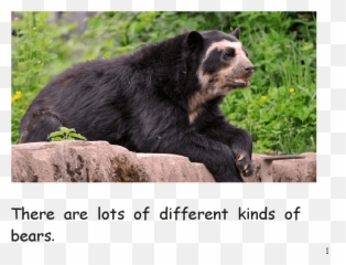 Bears Early Grades - Bolivian Bear Emoji,Bear Emotions