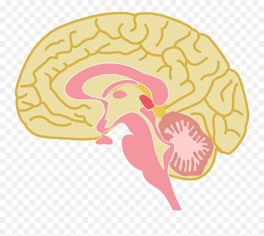 Brain Organ Clipart - Parts Of The Brain Clipart Emoji,Brain Emoji