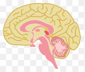 Brain Organ Clipart - Parts Of The Brain Clipart Emoji,Brain Emoji