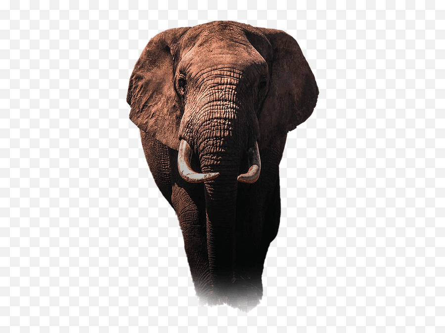 Climb Kilimanjaro Home Emoji,How To Make A Dancing Elephant Emoticon