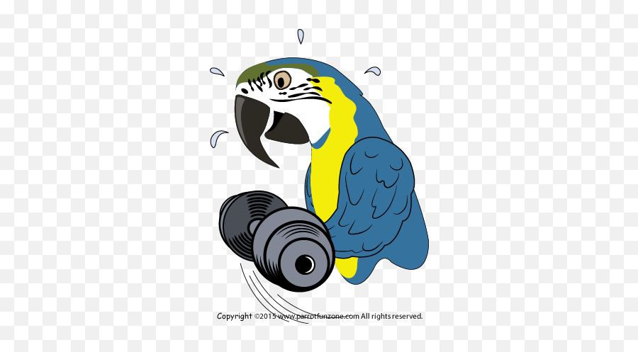 Parrot Care - Parrot Exercise Emoji,Cockatiel Emotions