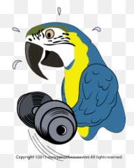 Parrot Care - Parrot Exercise Emoji,Cockatiel Emotions