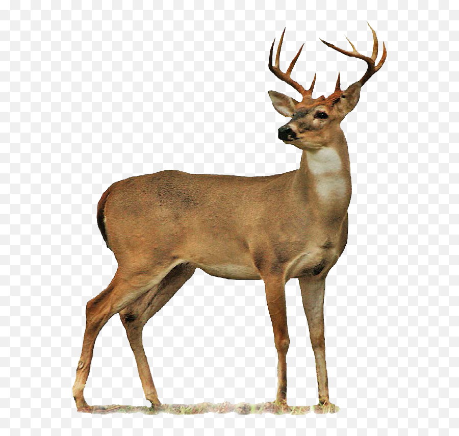 Moose Deer Antlers Antler Sticker - Deer Png Transparent Emoji,Antler Emoji