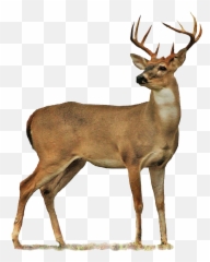Moose Deer Antlers Antler Sticker - Deer Png Transparent Emoji,Antler Emoji
