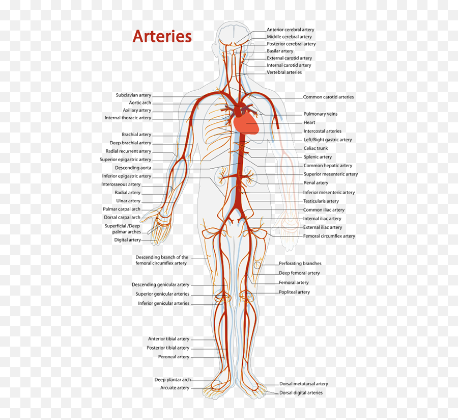 Human Anatomy For Health U0026 Wellness Unit Plan - Dot Emoji,Anatomy Of Emotions