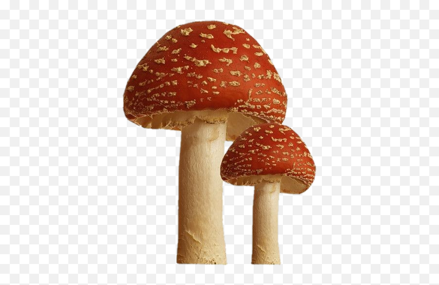 Discover Trending - Cottagecore Aesthetic Mushroom Png Emoji,Emoji Mushroom Cloud