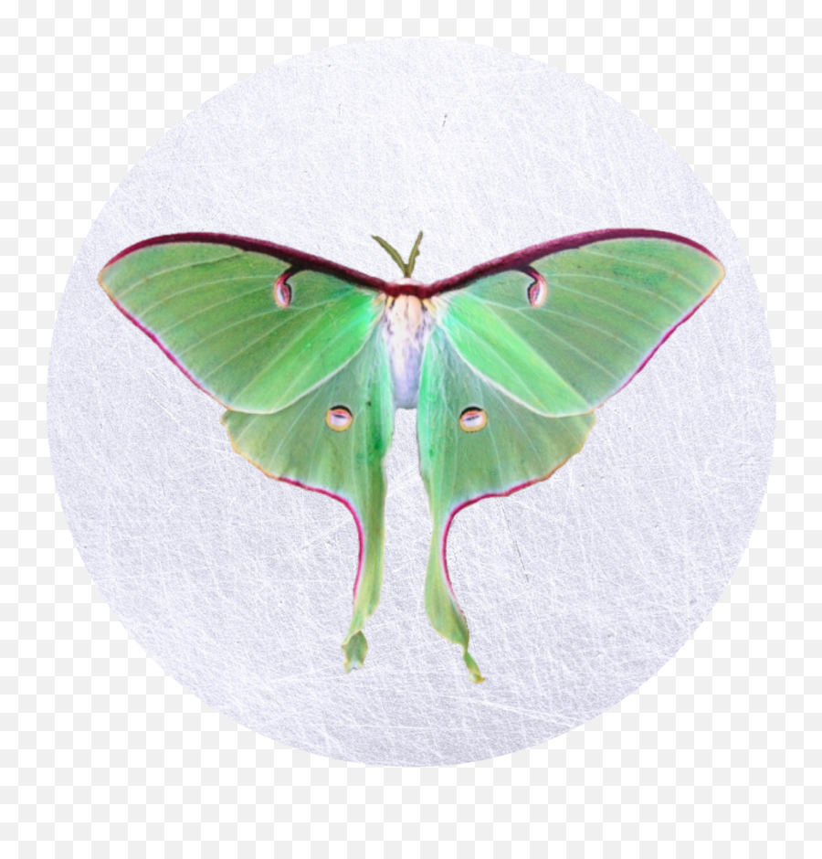 The Aligned Manifesting Ritual - Luna Moth Emoji,Can Luna Moths Feel Emotions