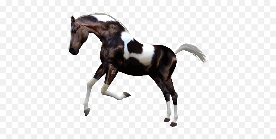 Jumpy Horse Stickers By Internet Reshenia Llc - Mustang Emoji,Horse Emojis