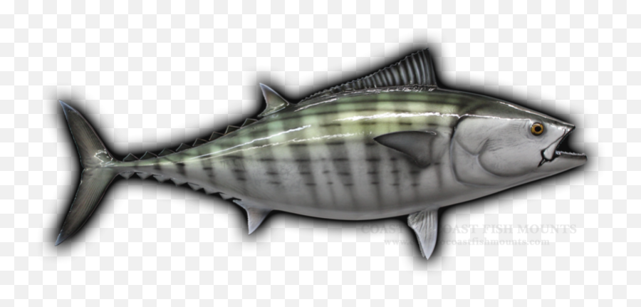 Bonito Fish Mounts U0026 Replicas By Coast - Tocoast Fish Mounts Atlantic Bluefin Tuna Emoji,Fish Emotions