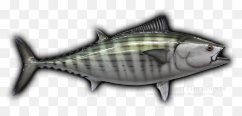 Bonito Fish Mounts U0026 Replicas By Coast - Tocoast Fish Mounts Atlantic Bluefin Tuna Emoji,Fish Emotions