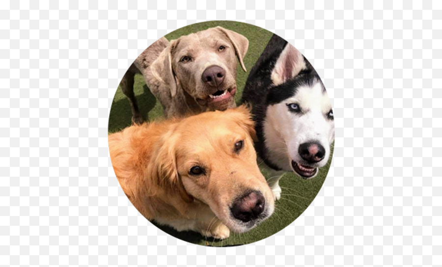 Dog Boarding Progressive School For Dogs Northern Colorado - Martingale Emoji,Bdo Pets Emotion