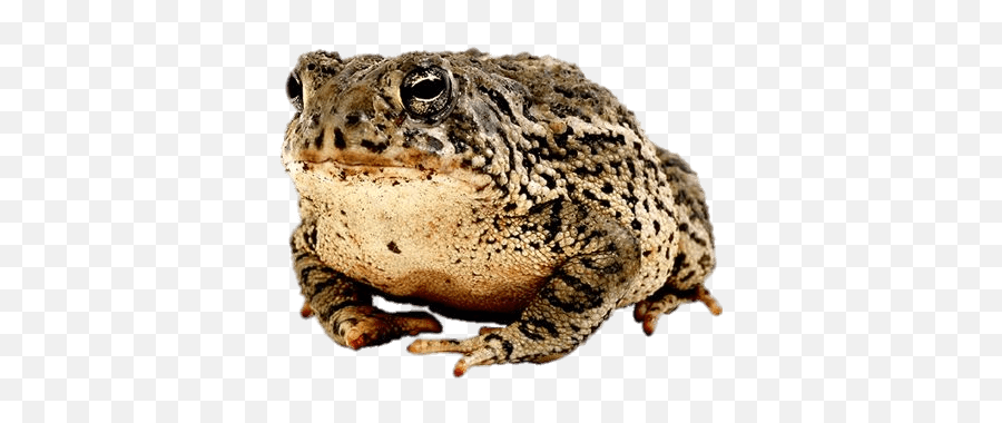 Toad Transparent Png - Png Toad Emoji,Spadefoot Toad Emotion