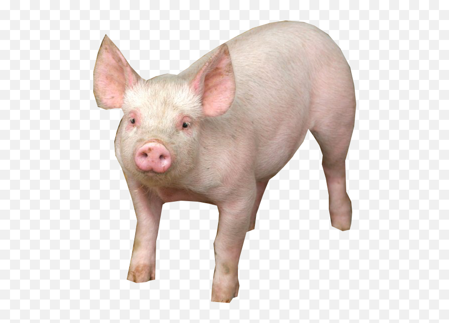 Pig Psd Official Psds - Pig Png Emoji,Pig Emoji Png