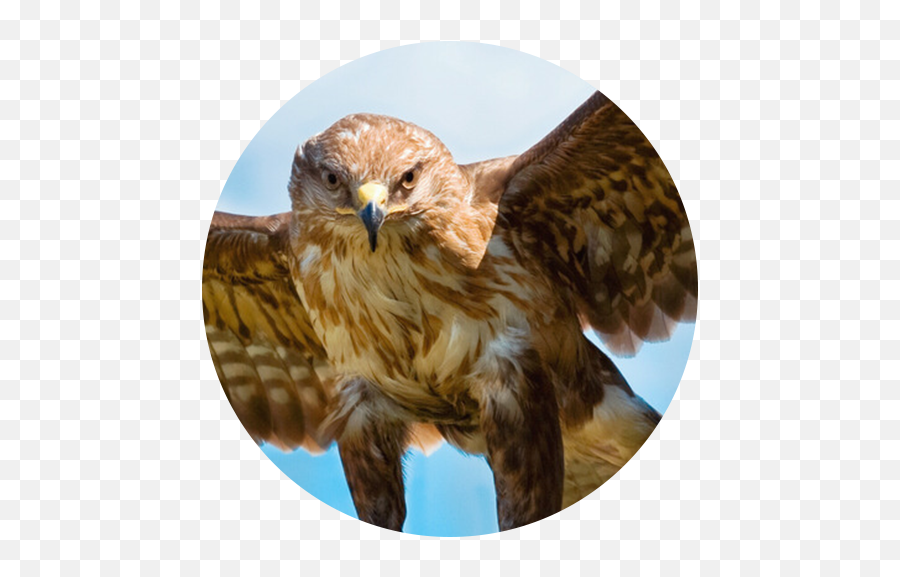 Emotional Intelligence In Recruitment - Falcon Emoji,Emotion Consulting