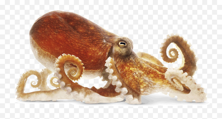 Octopus Png Transparent Free Images - Common Octopus Emoji,Octopus Changing Color To Match Emotion