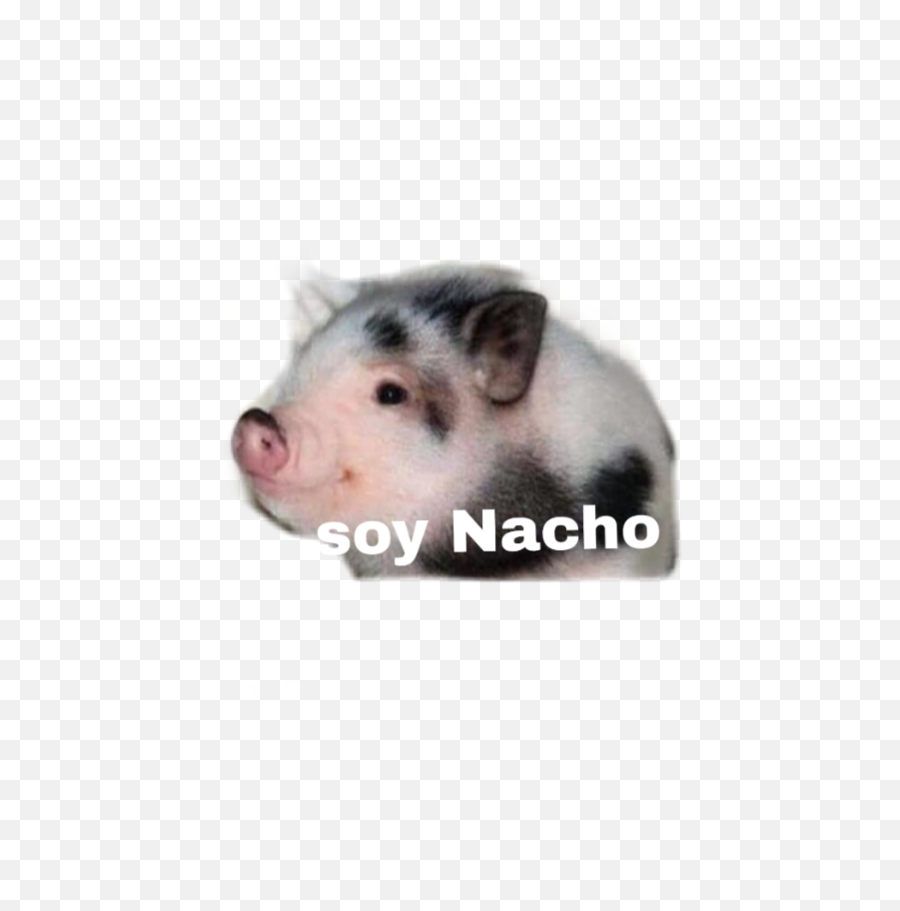 Nacho Sticker By Eylin041 - Hamster Emoji,Nachco Emoji