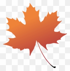 Maple Leaf Boxelder Maple Tree Plant - Transparent Background Maple Leaf Png Transparent Emoji,Leaf Emoji Transparent