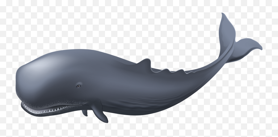 Whale Png Transparent - Png Image Of Whale Emoji,Raindrop Sperm Emoji