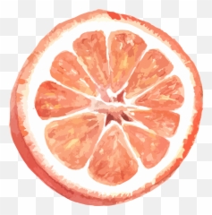 Grapefruit Citrus Watercolor Sticker - Grapefruit Vector Png Emoji,Grapefruit Emoji