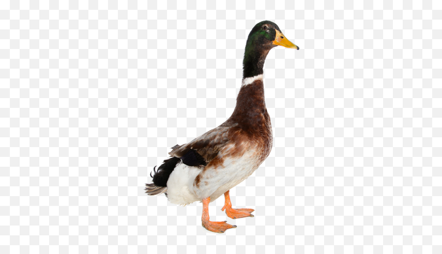 Download Free High Quality Duck Images Png Transparent - Transparent Background Duck Png Emoji,Duck Emoji No Background