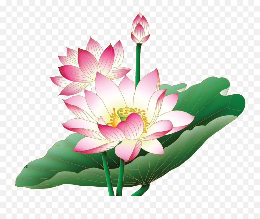 Nelumbo Nucifera Egyptian Lotus Flower - Lotus Flower Images Hd Png Emoji,Lily Flower Emoji