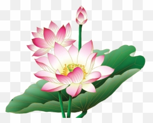 Nelumbo Nucifera Egyptian Lotus Flower - Lotus Flower Images Hd Png Emoji,Lily Flower Emoji