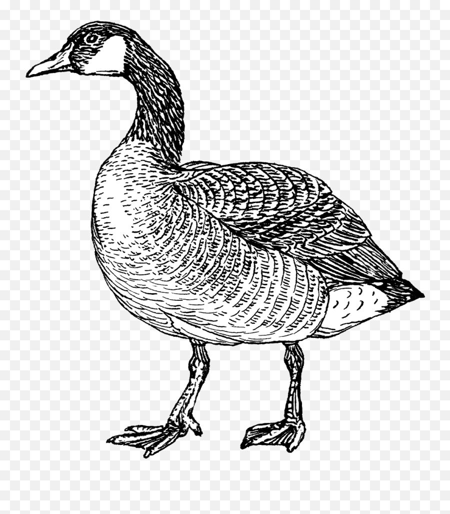 Goose - Canada Goose Coloring Page Emoji,Canadian Goose Emoticon