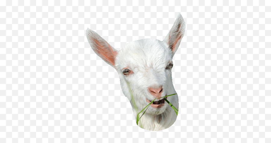 Funny Gifs Goat Gif - Vsgifcom Emoji,Goat Emojis