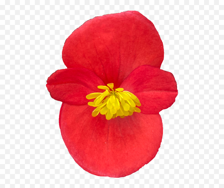 Begonia Juwel Emoji,Pinkfloweremoji Insta Begonia Juwel Emoji,Pinkfloweremoji Insta