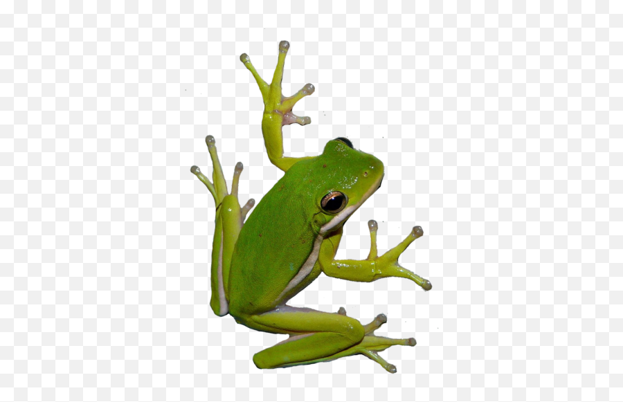 Frog Baby Nature Green Love Sticker By Angel - True Frog Emoji,Green Frog Emoji