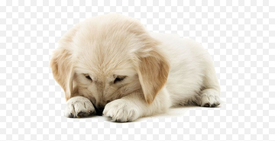 Golden Retriever Puppy Png U0026 Free Golden Retriever Puppypng - Png Puppy Golden Retriever Emoji,Dachshund Emoticon Iphone