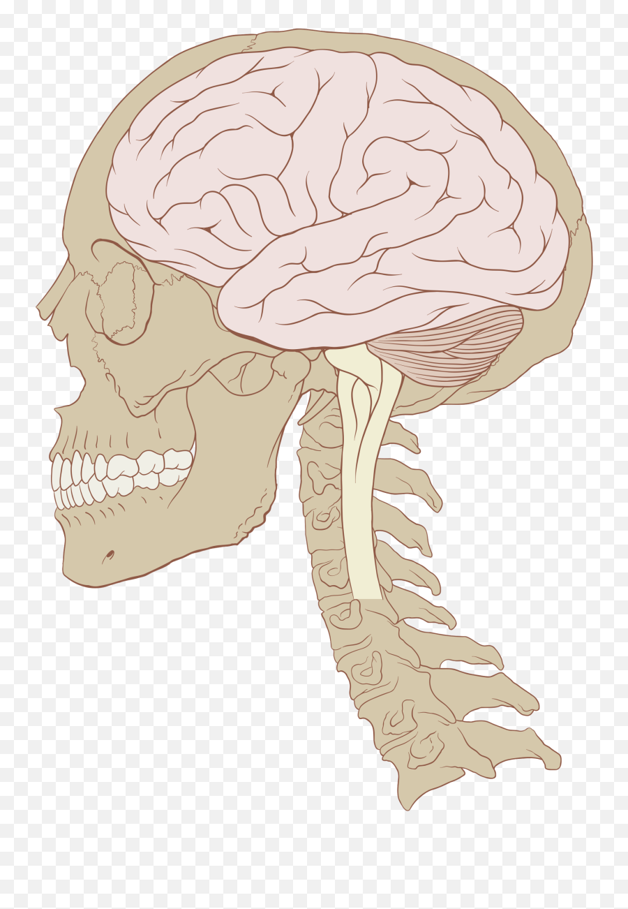 Human Brain - Wikipedia Skull And Brain Png Emoji,Emotion Brain
