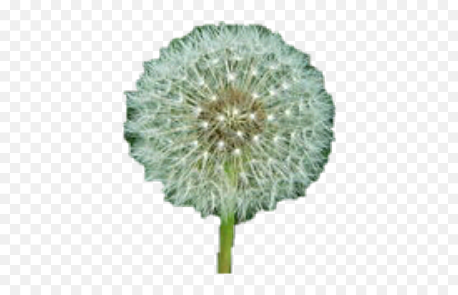 Largest Collection Of Free - Toedit Dandelion Macro Stickers Dandelion Meaning Emoji,Dandelion Emoji