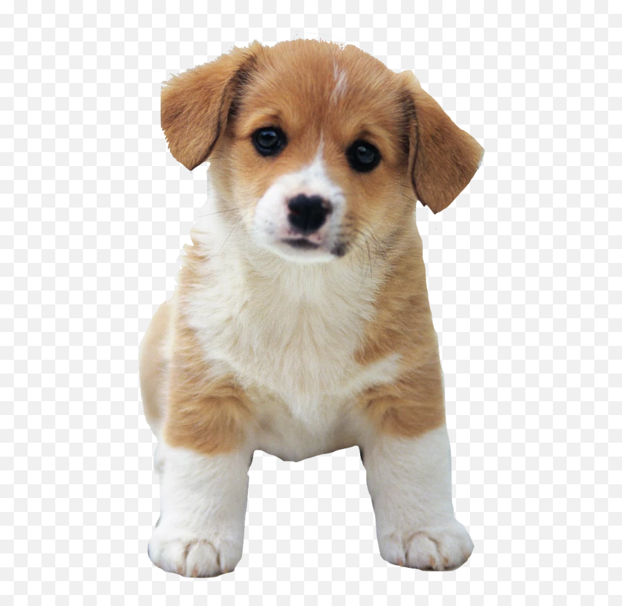 Ftestickers Cute Dog Baby Animals Sticker By Aras - Dog Photo For Photoshop Emoji,Cute Baby Animal Emojis