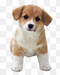 Ftestickers Cute Dog Baby Animals Sticker By Aras - Dog Photo For Photoshop Emoji,Cute Baby Animal Emojis