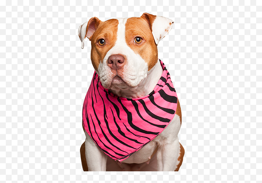 All For Love Animal Rescue Ways To Help - Dog Clothes Emoji,Pit Bull Emoticon