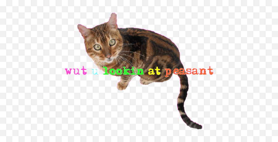 Kawaii Text Find Make Share Gfycat Gifs Cat Transparent - Domestic Cat Emoji,Cat Emoji Gif
