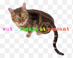 Kawaii Text Find Make Share Gfycat Gifs Cat Transparent - Domestic Cat Emoji,Cat Emoji Gif