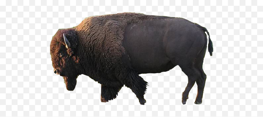 Bison Sticker - American Bison Emoji,Bison Emoji