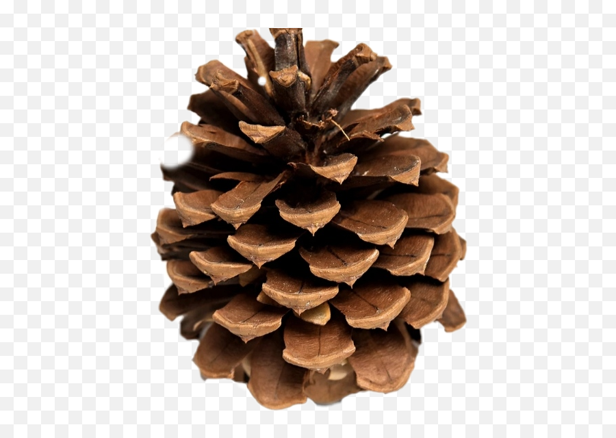 Pinecone Sticker - Pine Cones Emoji,Pine Cone Emoji Png