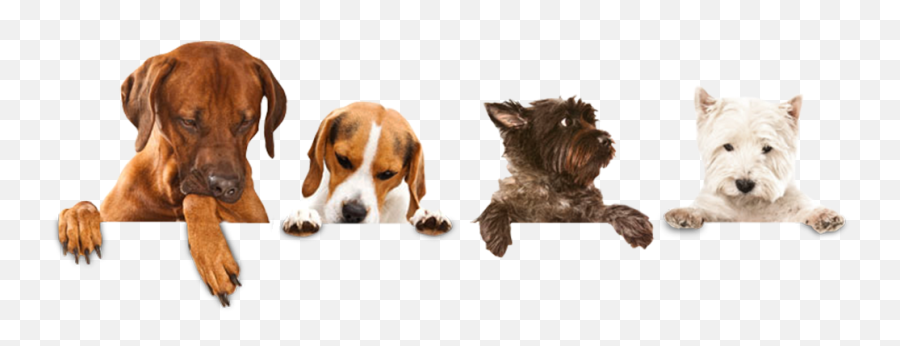 Download Walking Sitting Pet Dog Wash - Grooming Dog Png Emoji,Walking Pizza Hotdog Taco Emoji
