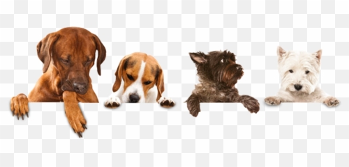 Download Walking Sitting Pet Dog Wash - Grooming Dog Png Emoji,Walking Pizza Hotdog Taco Emoji