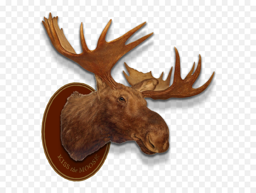 Moose Head Png - Left Header Flourish Right Header Flourish Moose Head White Background Emoji,New Iphone Emojis Transparant
