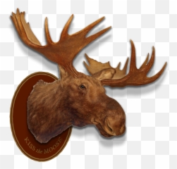 Moose Head Png - Left Header Flourish Right Header Flourish Moose Head White Background Emoji,New Iphone Emojis Transparant
