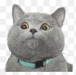 Gatsby - Pluginpreconnect Gatsby Emoji,Cat Cloud Tag Cat Emotions