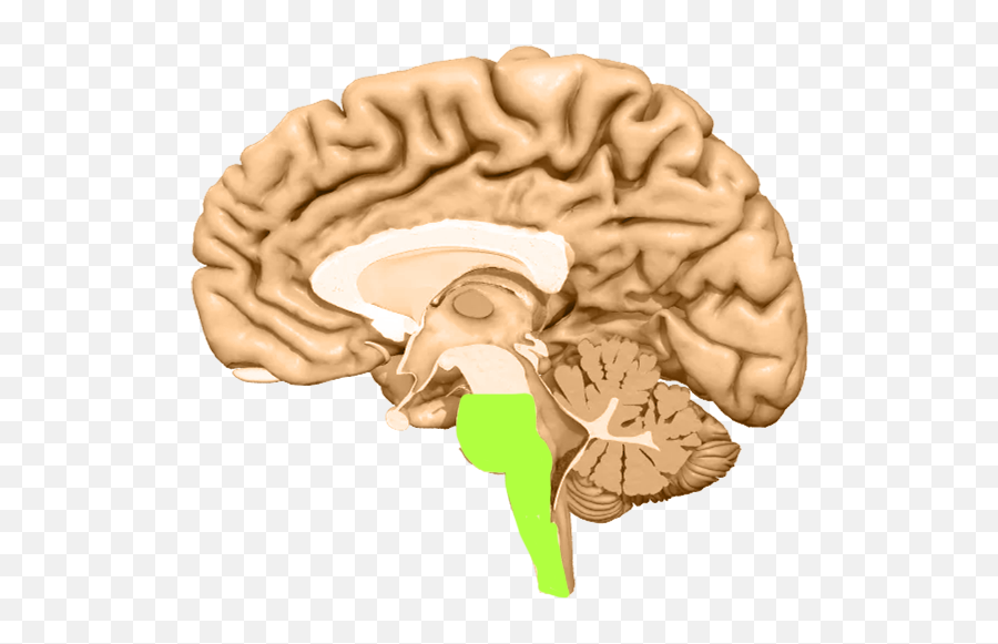 Concussion Treatment Atlanta Roswell Sandy Springs - Brain Emoji,Frontal Lobe Emotion