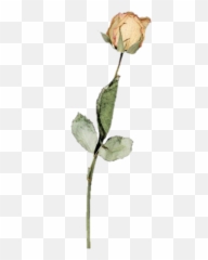 Rose White Whiterose Vintage 308163747060211 By Snugsafe Emoji,Pixelated Galaxy Emoji