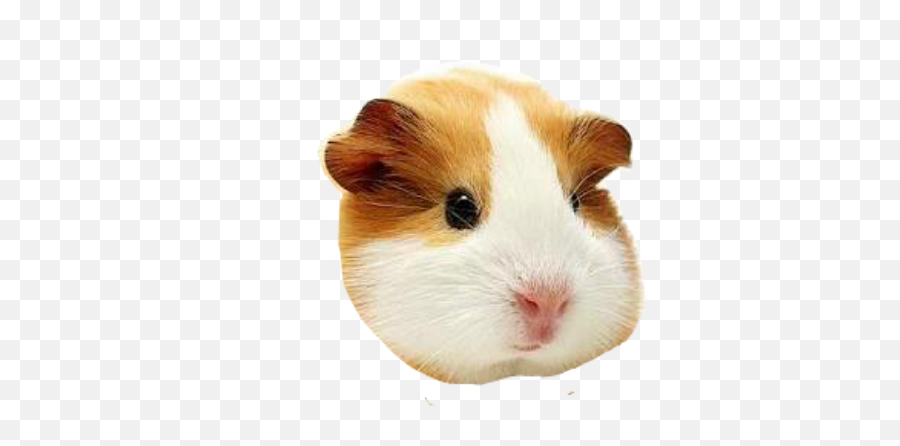 Discover Trending Cuy Stickers Picsart - Guinea Pigs For Sale Sydney Emoji,Guinea Pig Emoticon